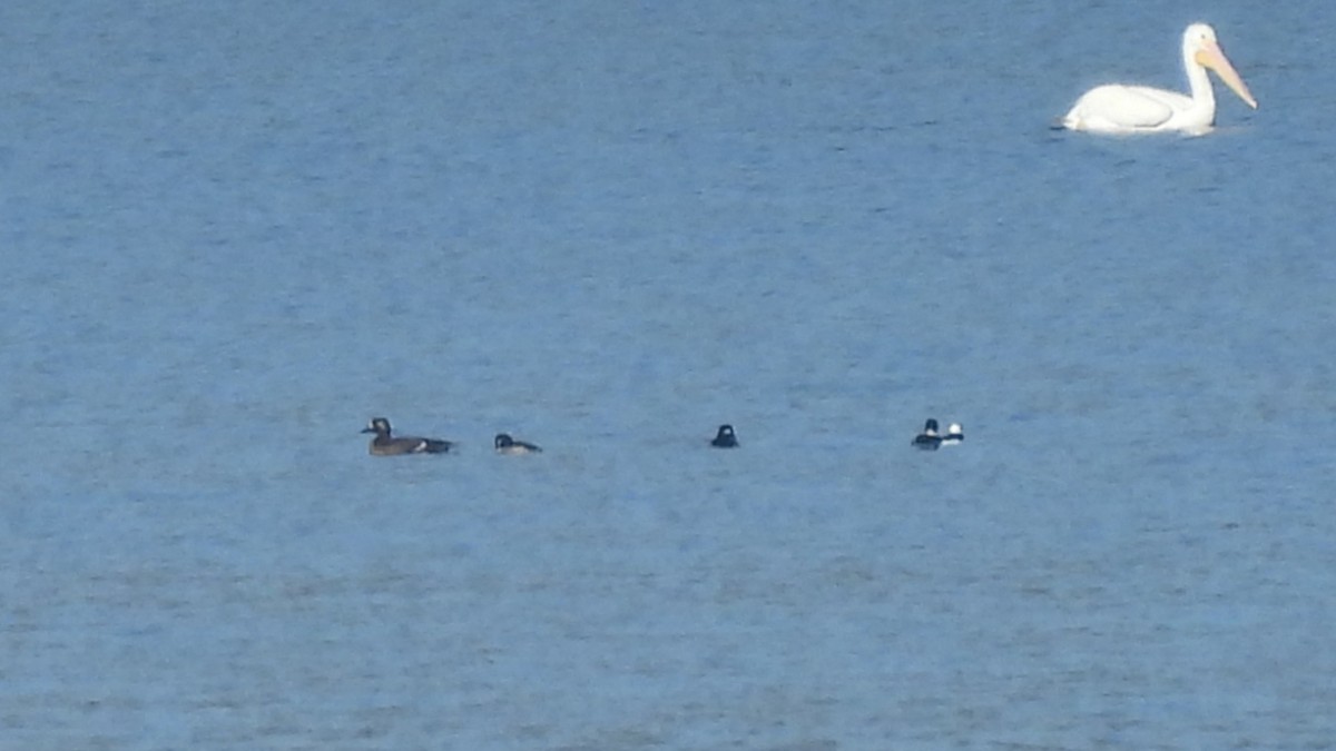 turpan kanadský - ML648156170