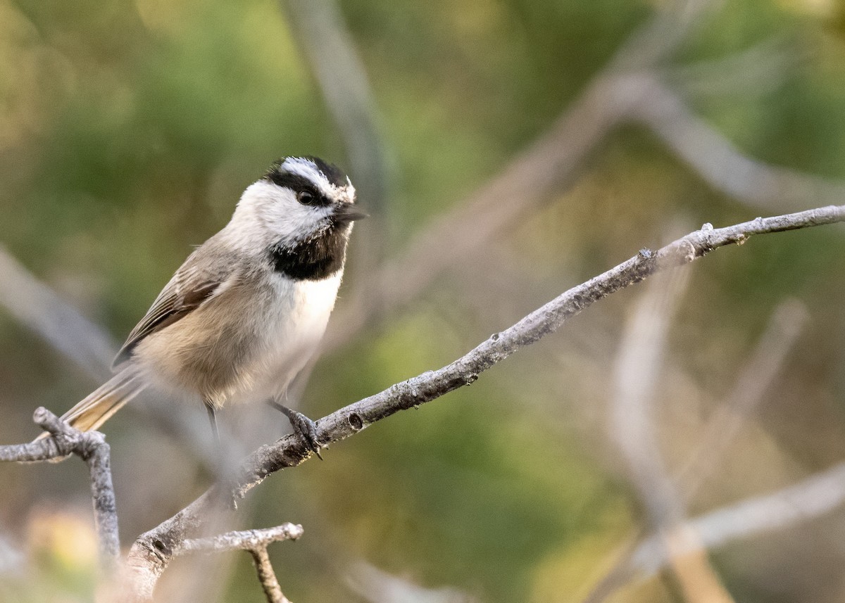 Mountain Chickadee - ML648156224