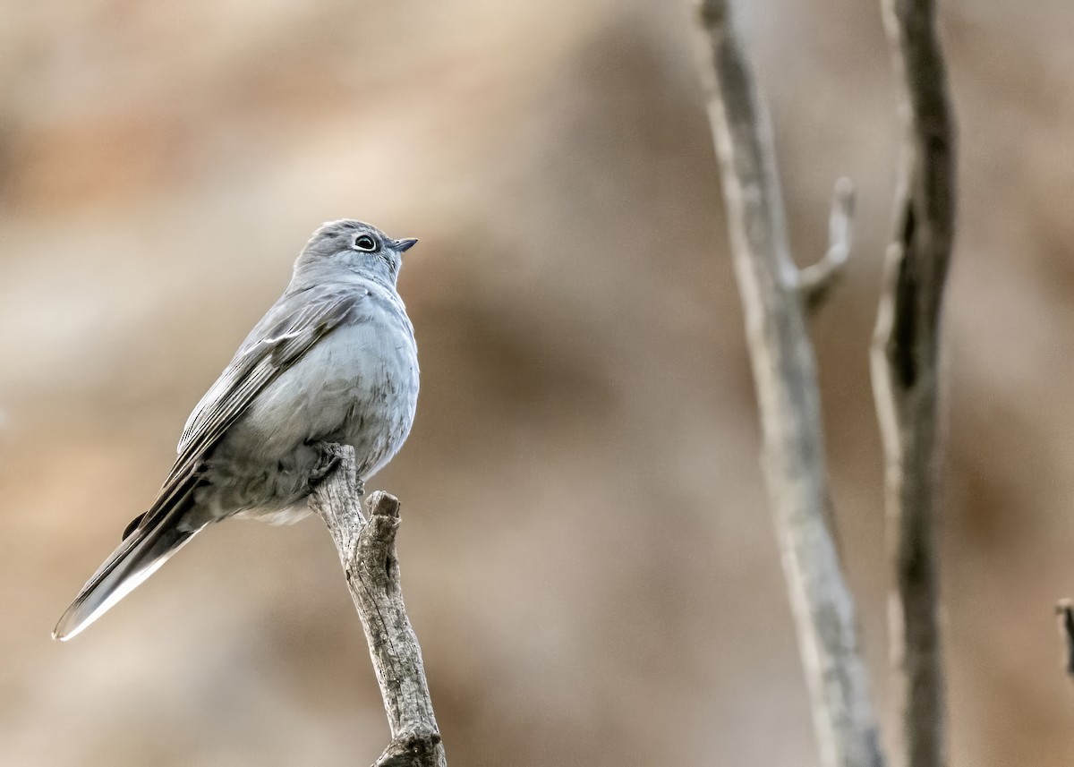 Townsend's Solitaire - ML648156232