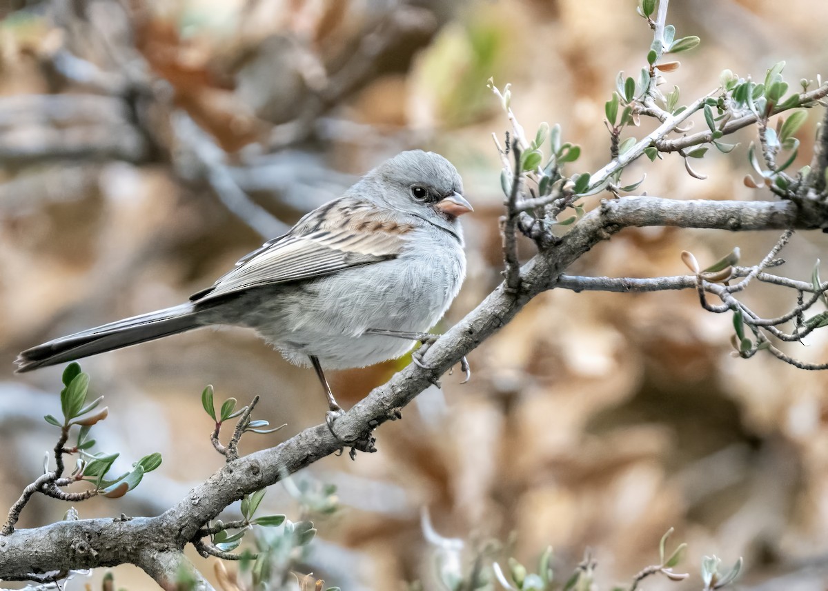 Black-chinned Sparrow - ML648156260