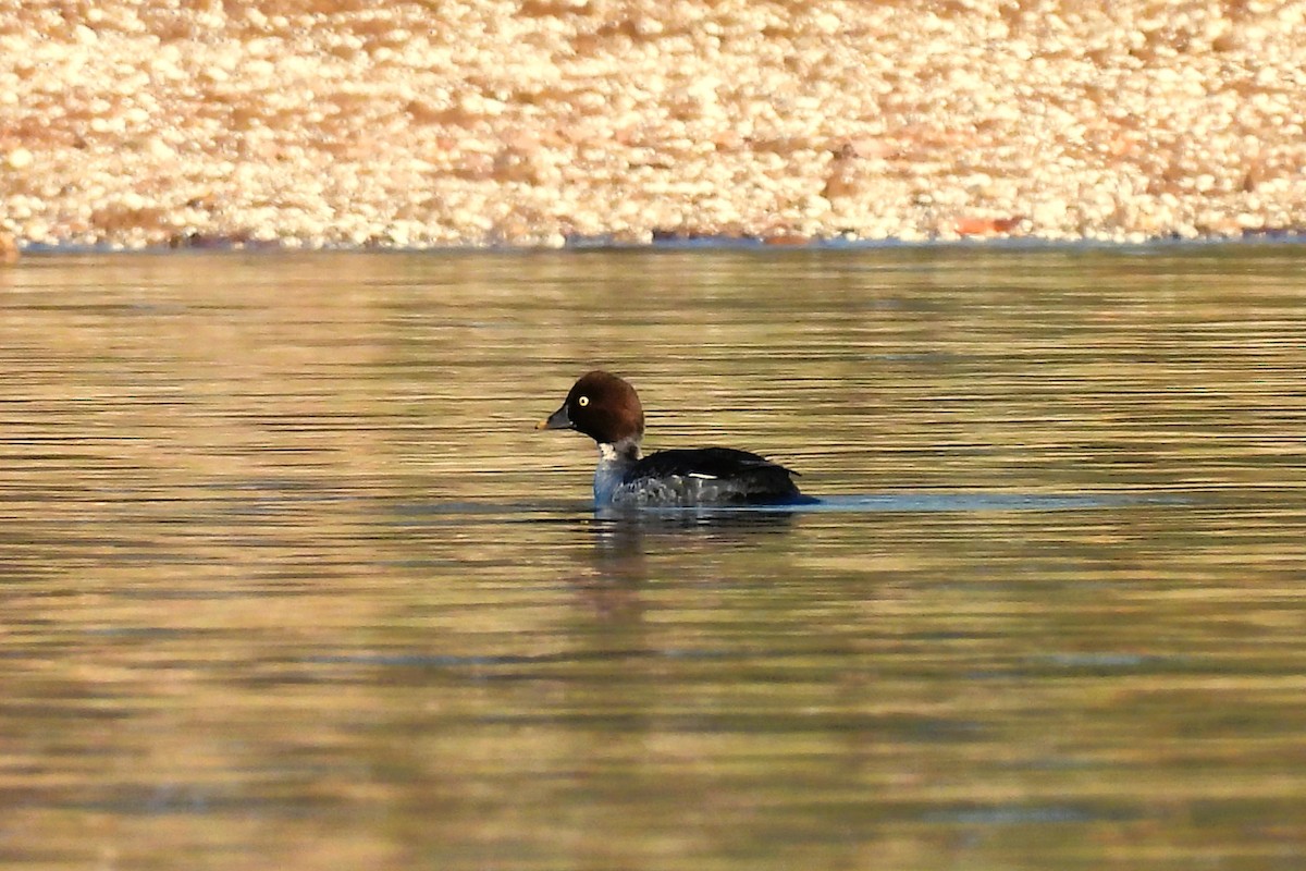 hohol severní - ML648156289