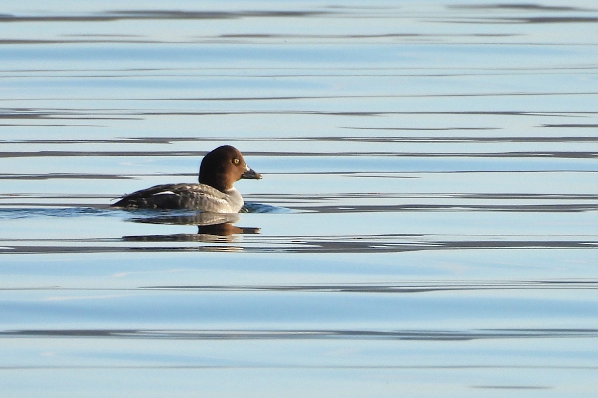 hohol severní - ML648156336