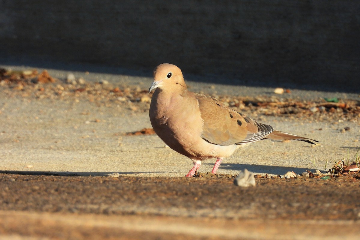 hrdlička karolínská - ML648156369