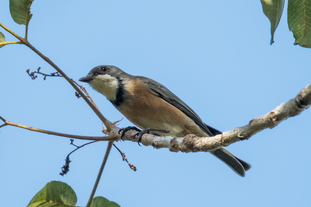 Rufous Whistler - Raphaël Nussbaumer