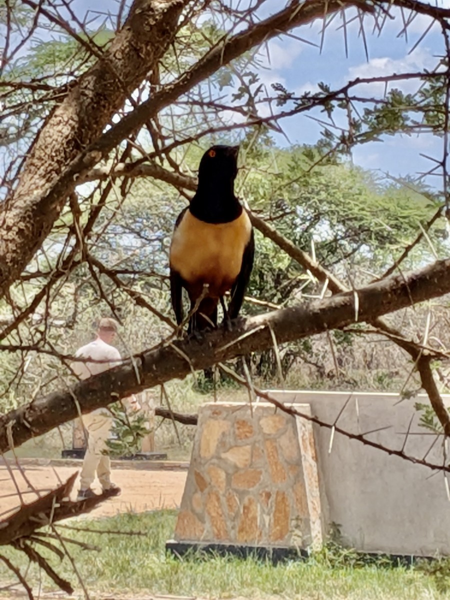 Hildebrandt's Starling - ML648157018