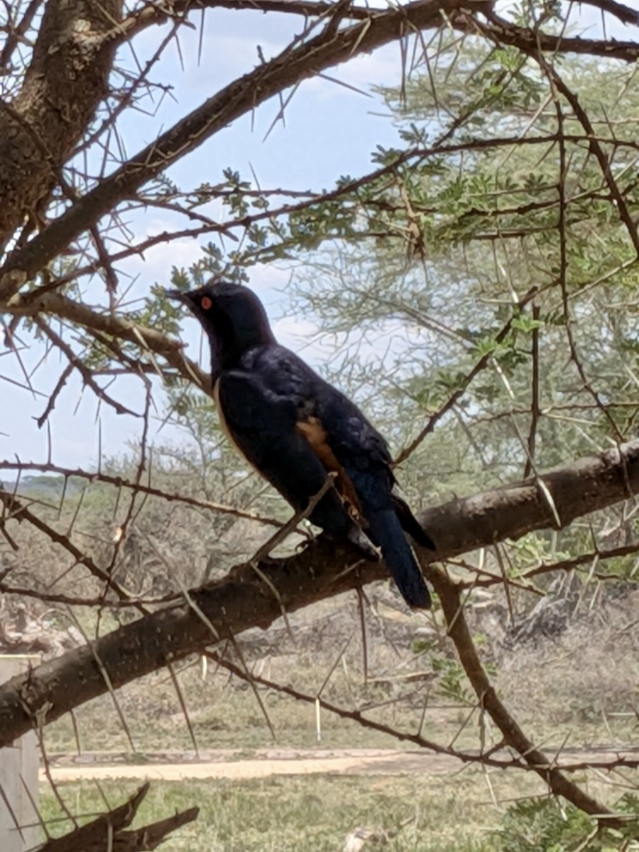 Hildebrandt's Starling - ML648157099