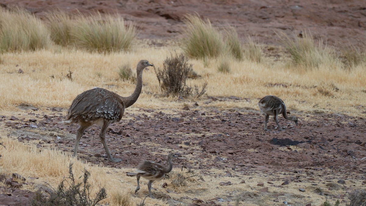 ダーウィンレア - ML648157233