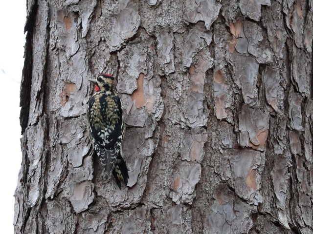 datel rudohrdlý - ML648157397