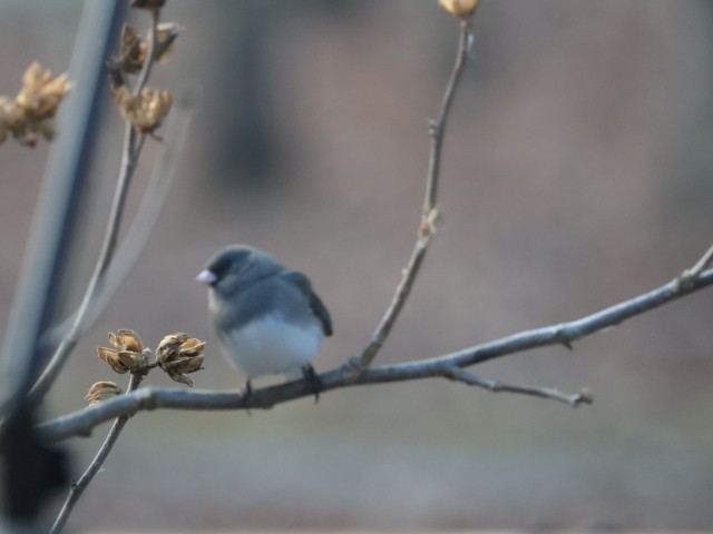 strnadec zimní - ML648157822