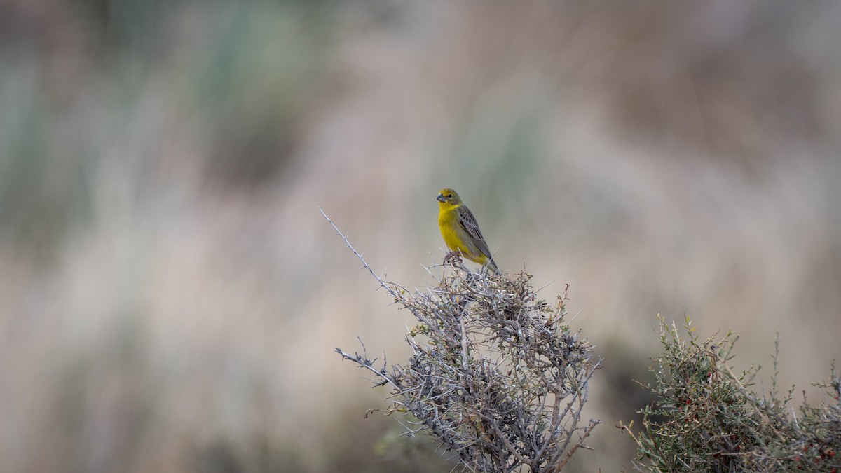 セスジキンノジコ - ML648157945