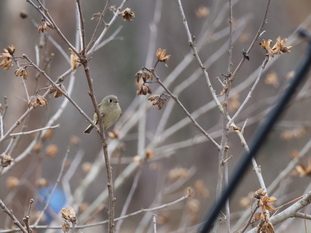 králíček americký - ML648157972