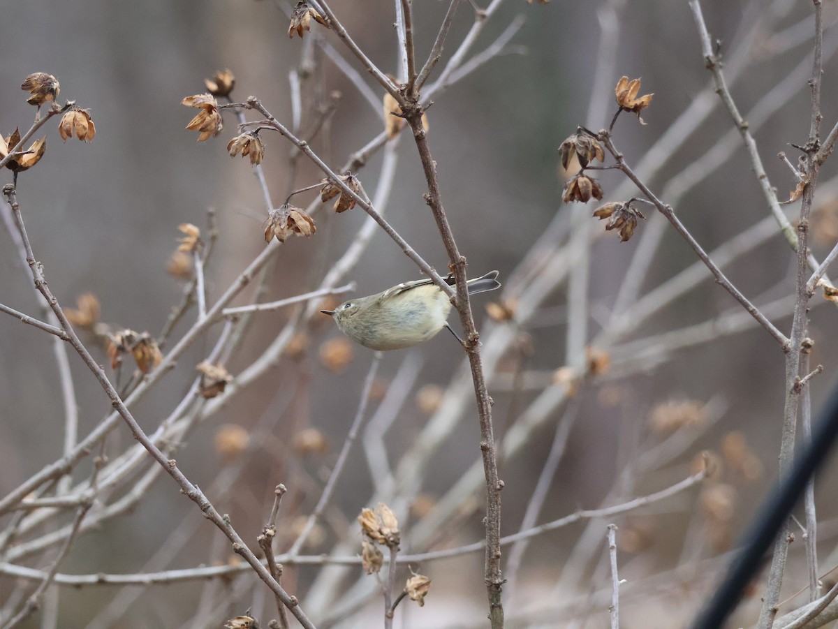 králíček americký - ML648157973