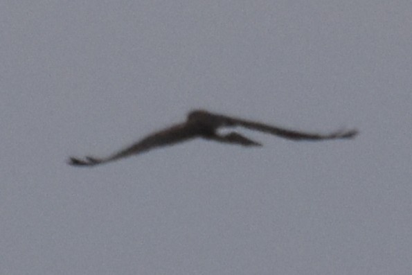 זרון אמריקני - ML648158085