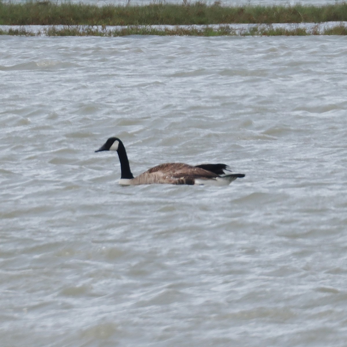 Canada Goose - ML648159146