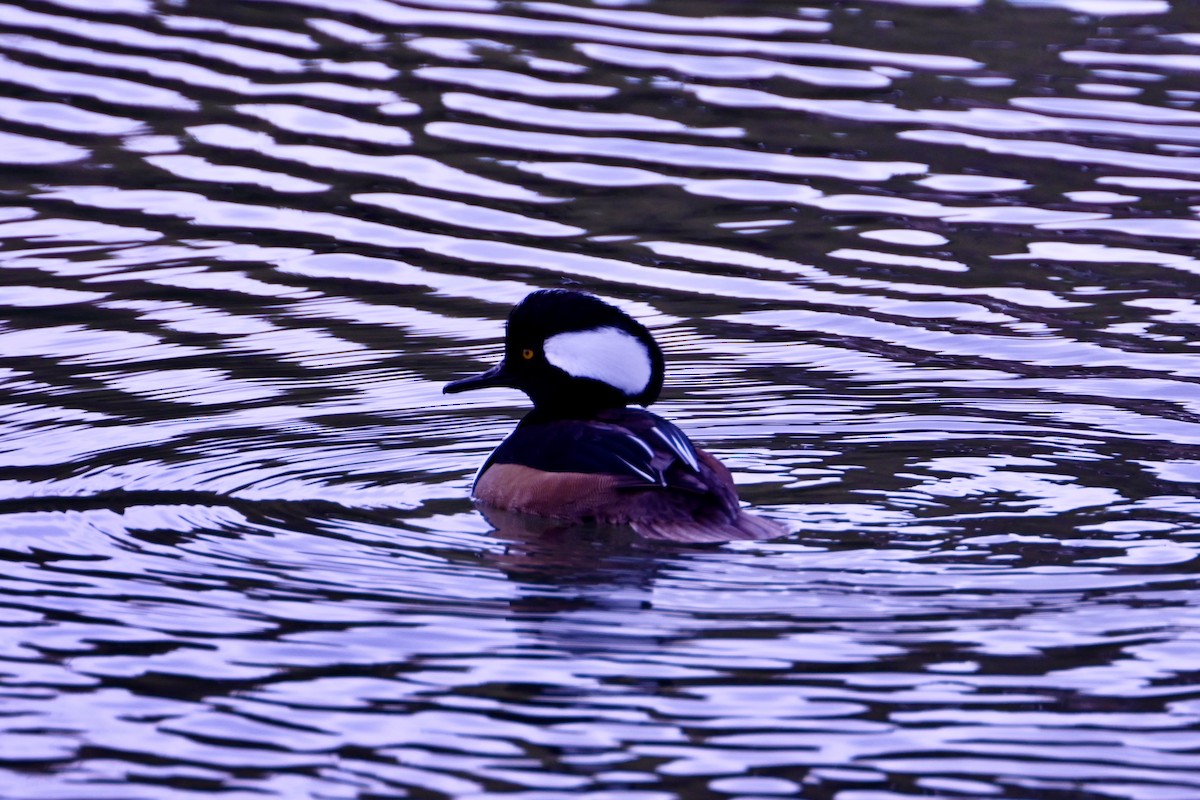 Hooded Merganser - ML648159502