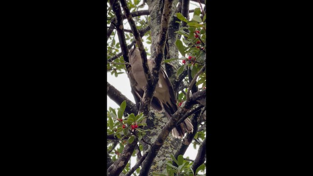 Moqueur polyglotte - ML648159783