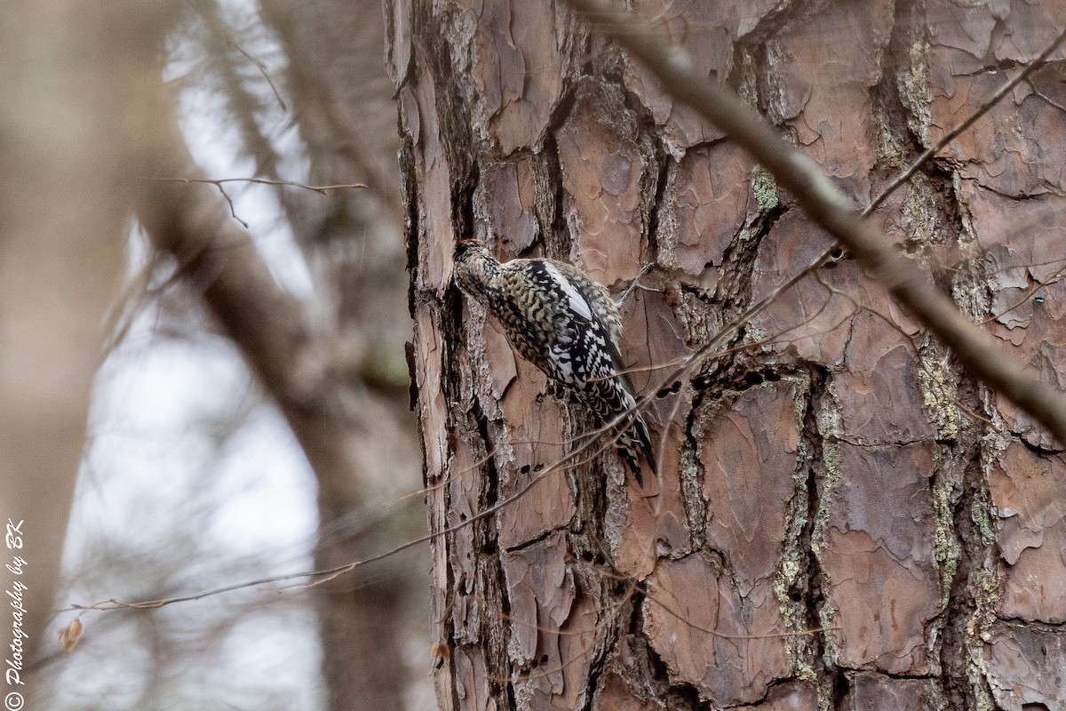 Yellow-bellied Sapsucker - ML648159843