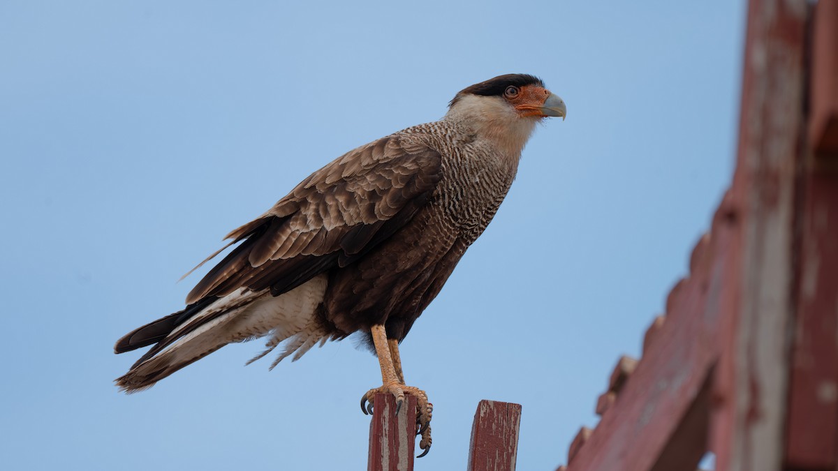 ミナミカラカラ（plancus） - ML648159899