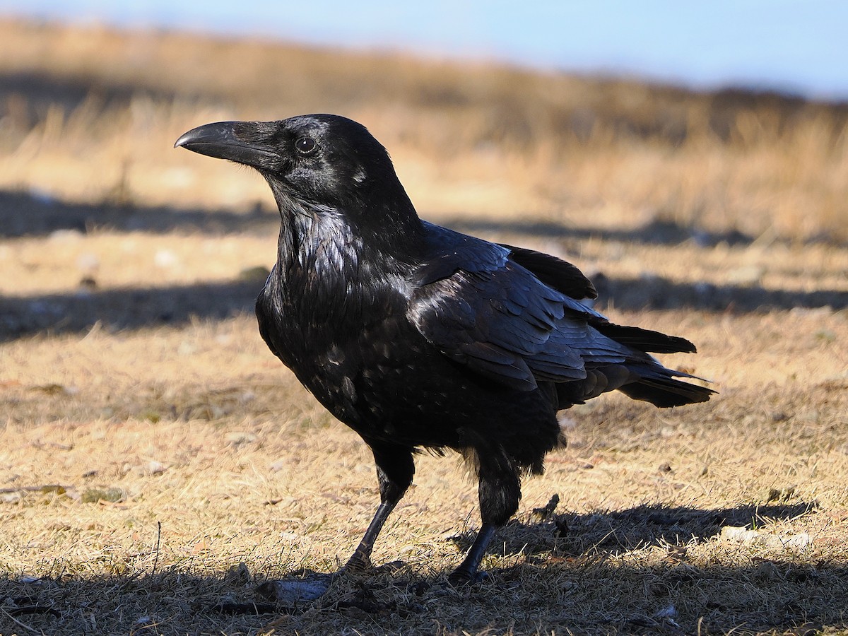 ML648159909 - Common Raven - Macaulay Library