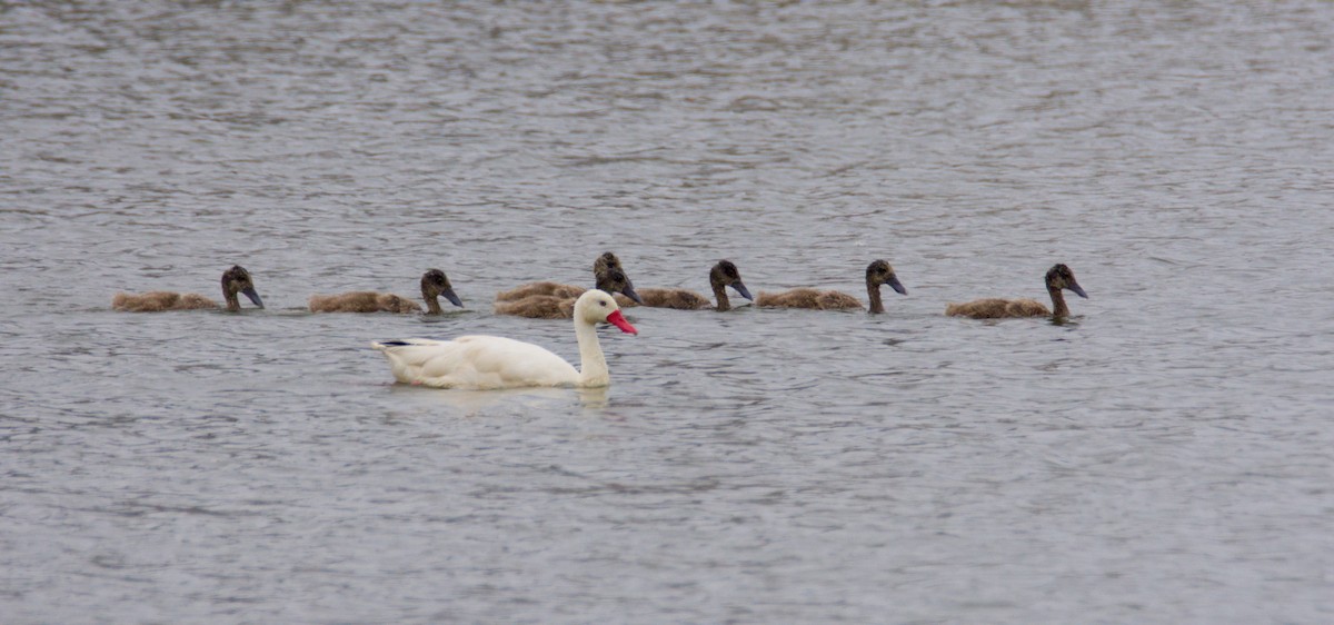 Coscoroba Swan - ML648160077