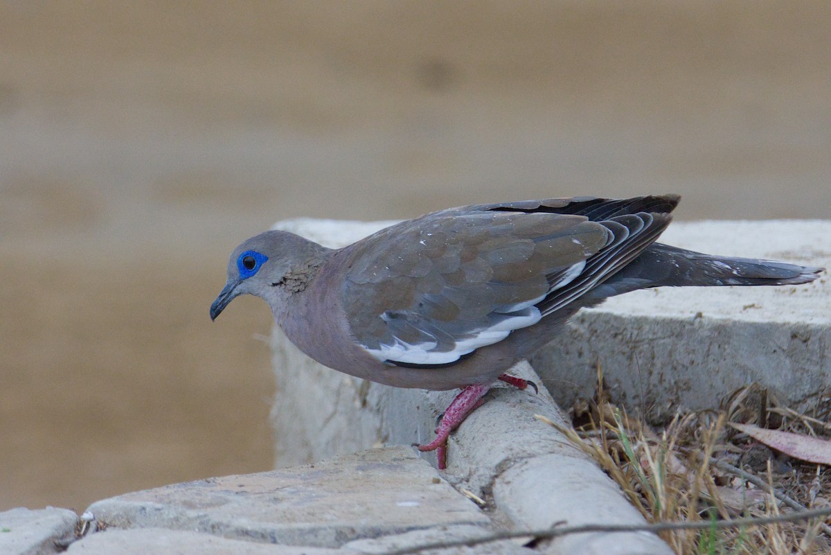 West Peruvian Dove - ML648160096
