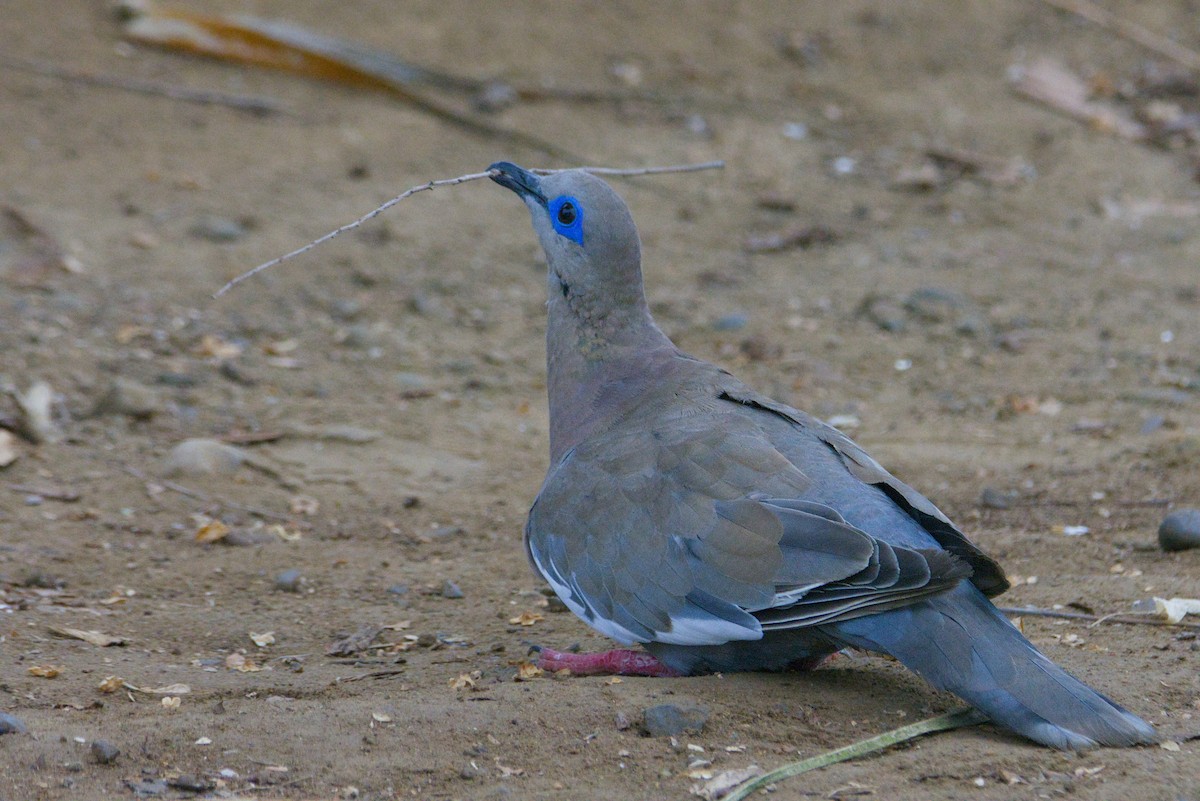 West Peruvian Dove - ML648160097