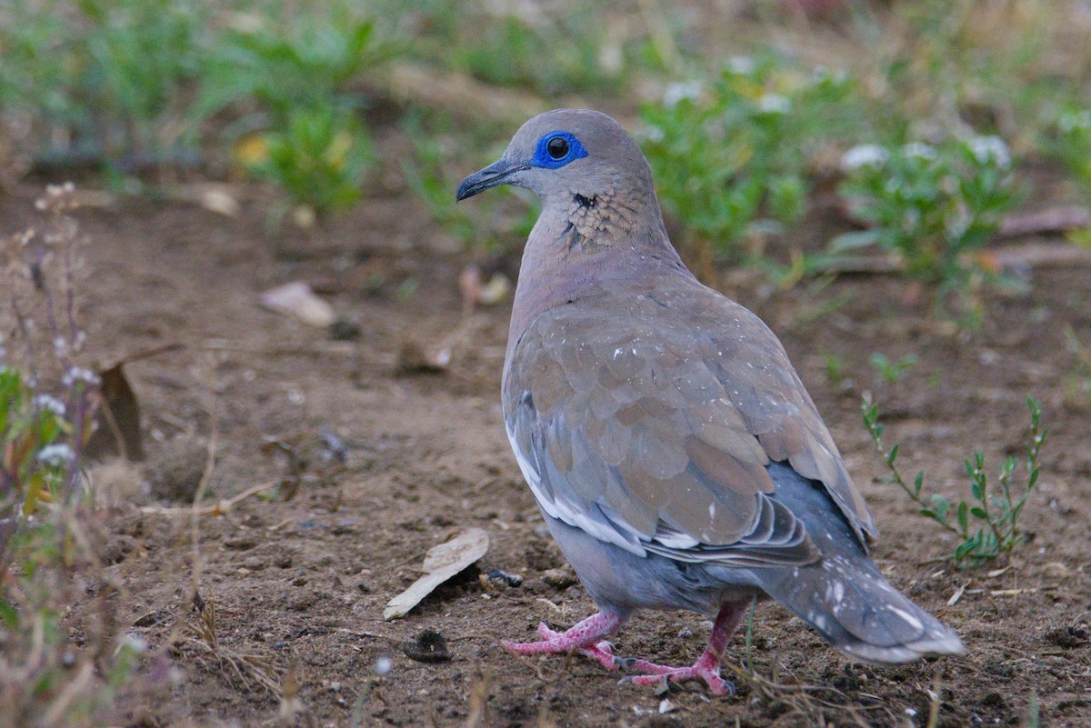 West Peruvian Dove - ML648160098