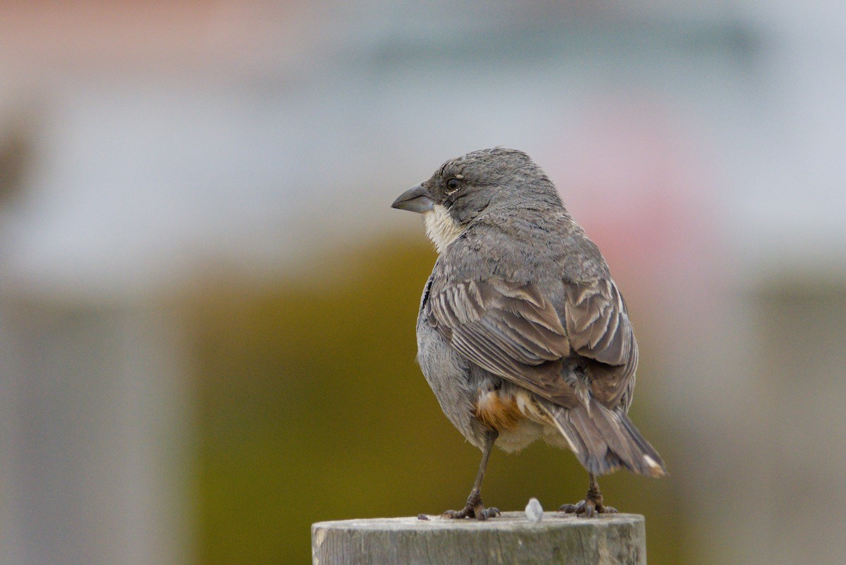 Diuca Finch - ML648160144