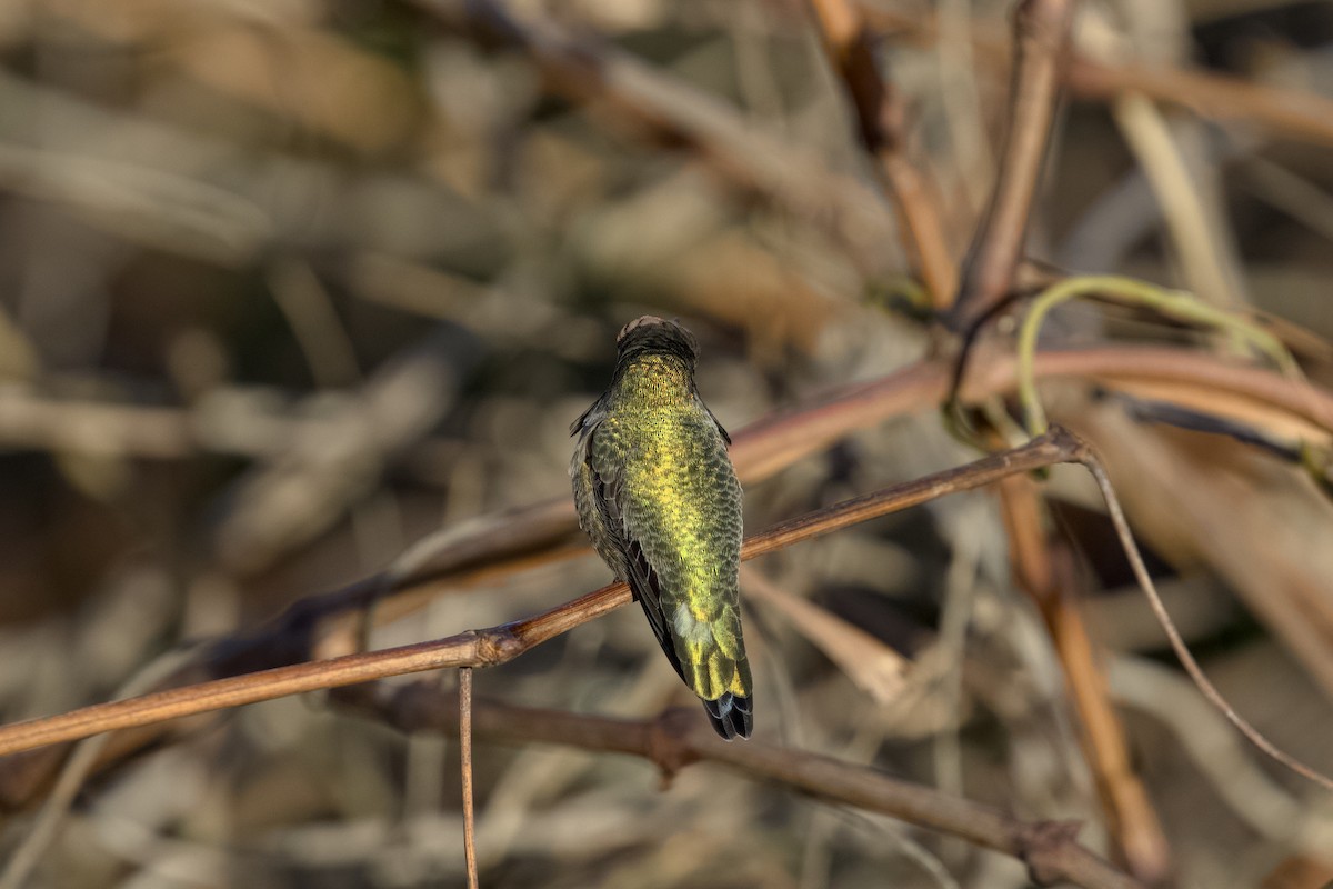 Anna's Hummingbird - ML648160257