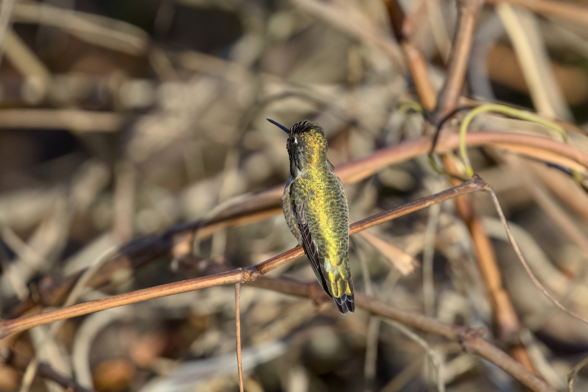 Anna's Hummingbird - ML648160258