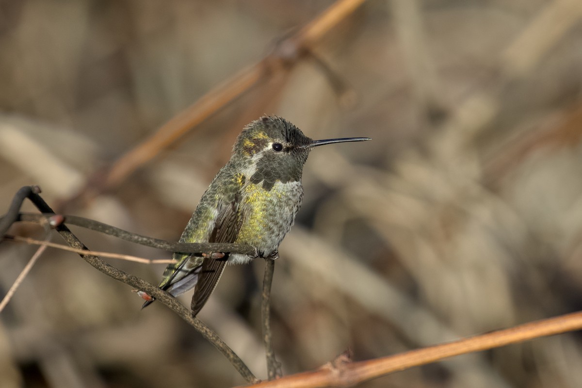 Anna's Hummingbird - ML648160259