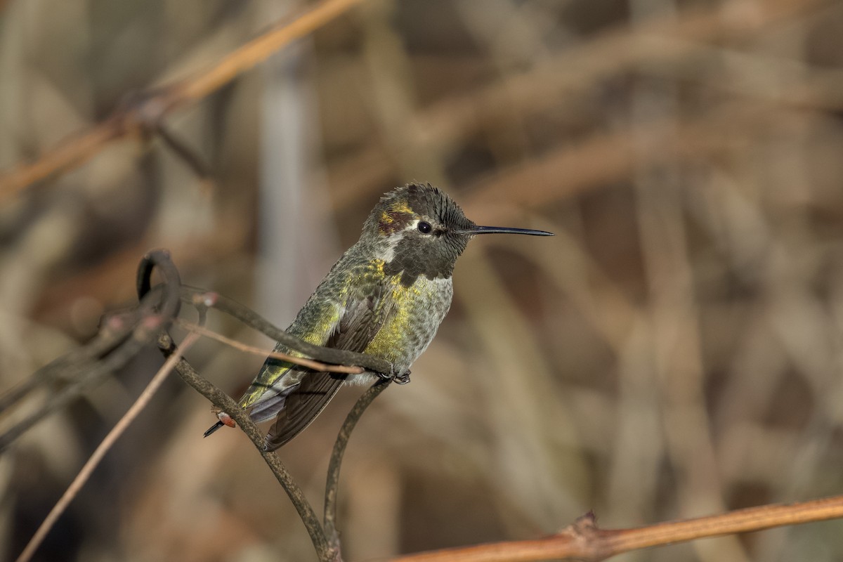 Anna's Hummingbird - ML648160260