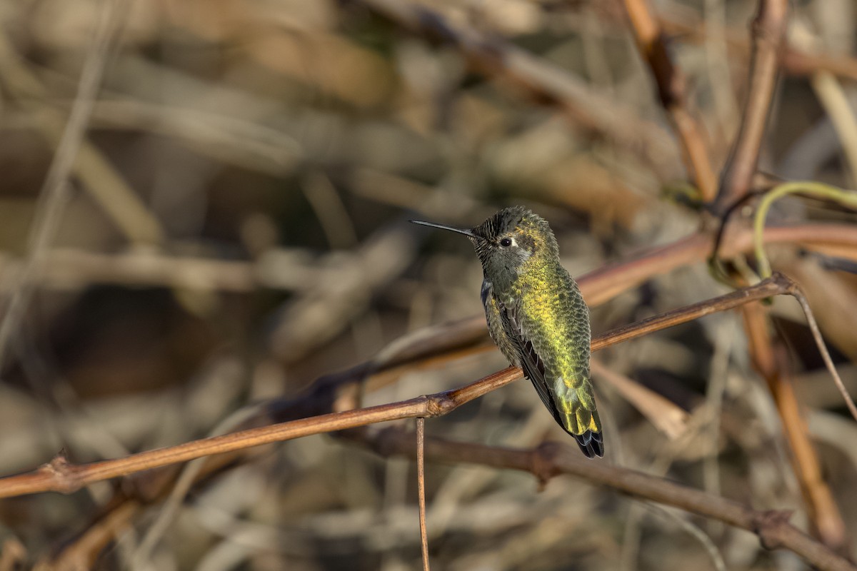 Anna's Hummingbird - ML648160262