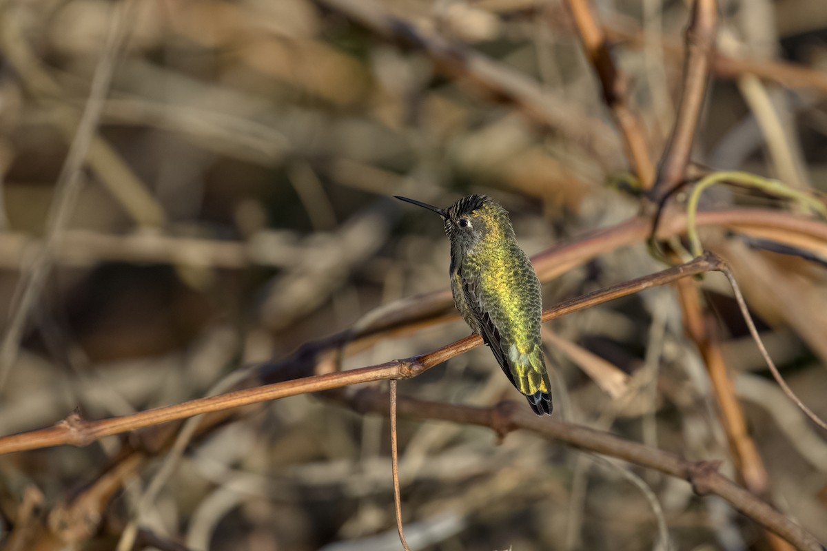 Anna's Hummingbird - ML648160263