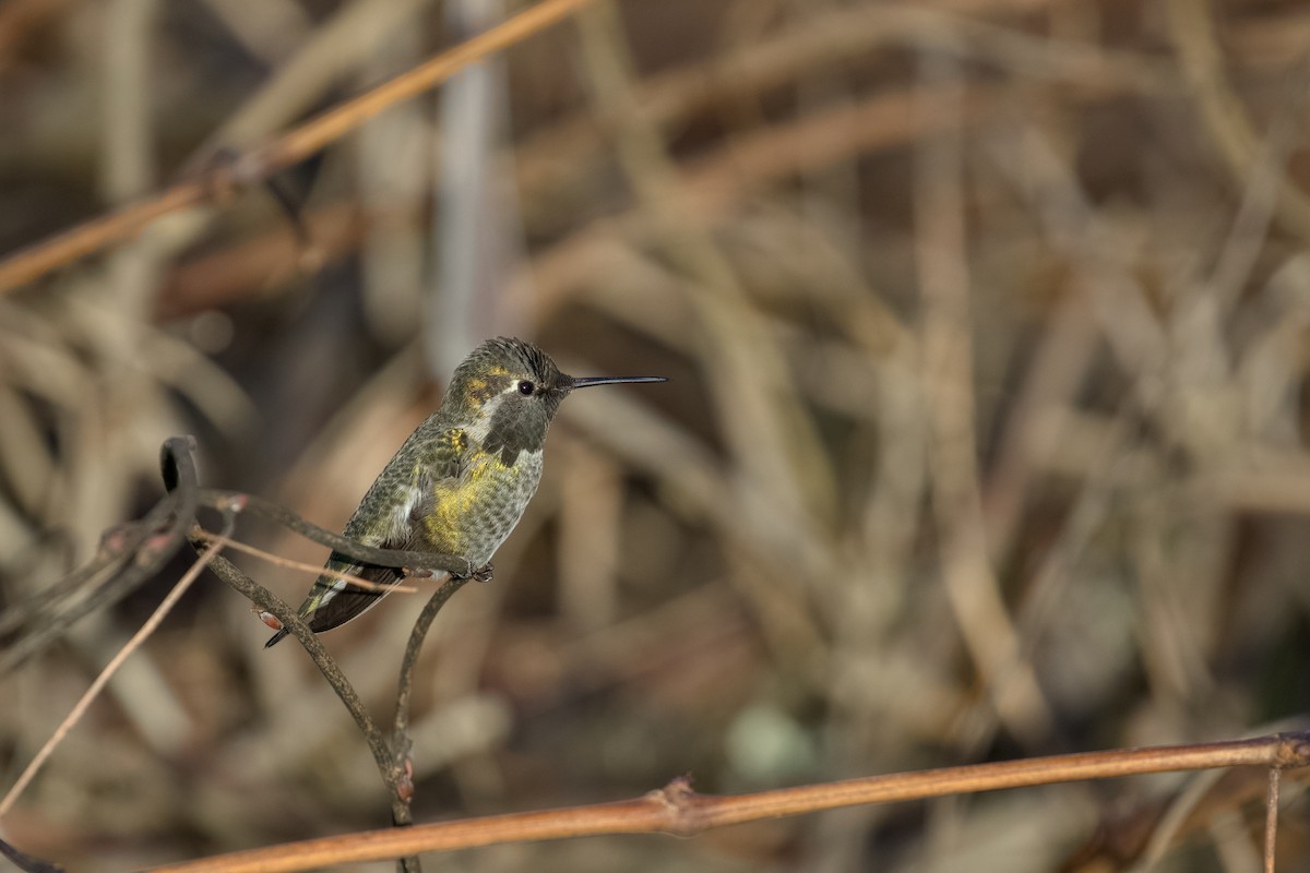 Anna's Hummingbird - ML648160265