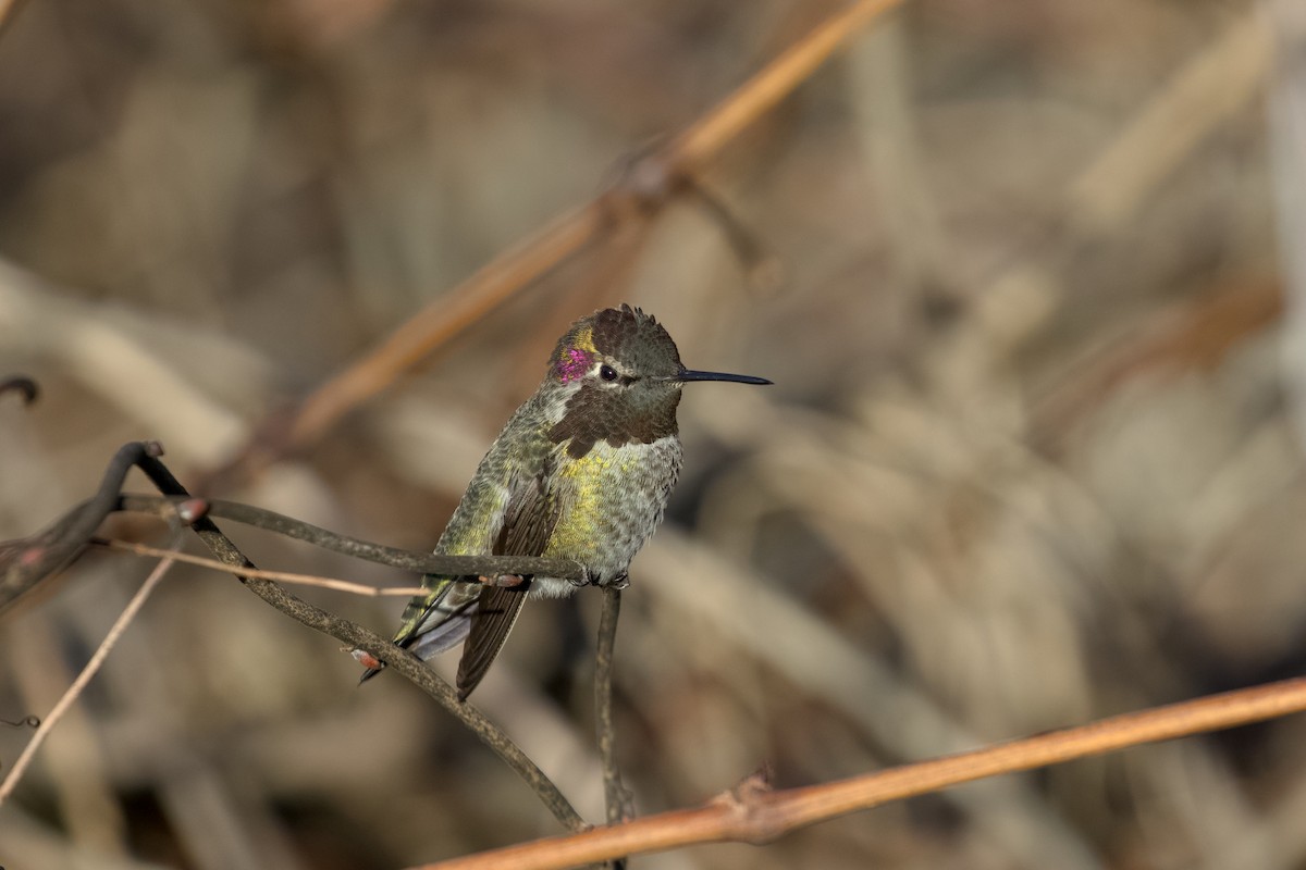 Anna's Hummingbird - ML648160266