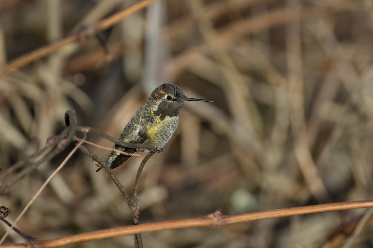 Anna's Hummingbird - ML648160267