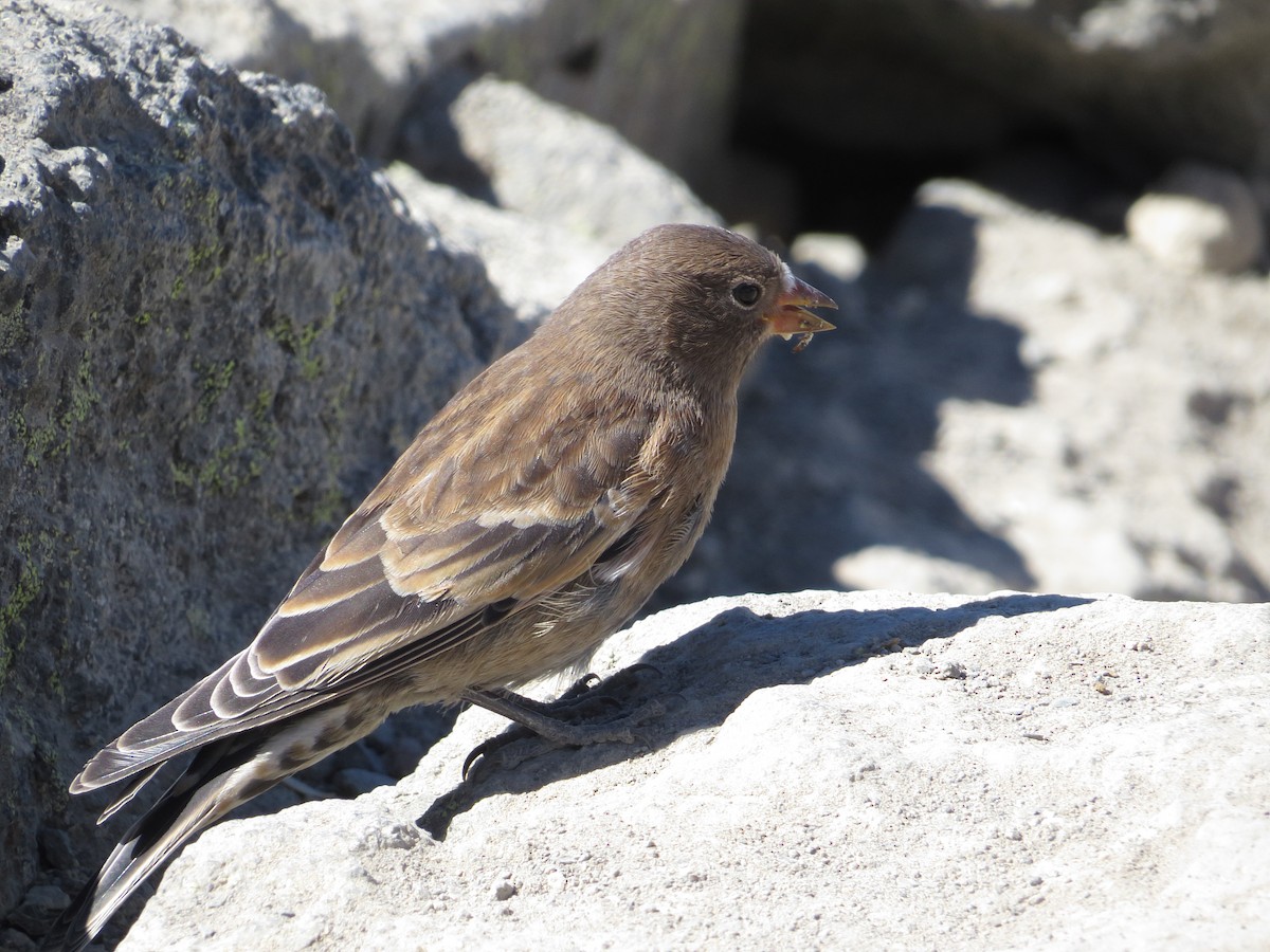 Gray-crowned Rosy-Finch - Scott Ramos