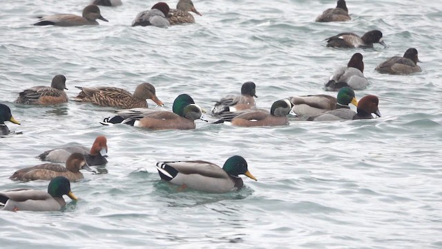 葡萄胸鴨 - ML648160440