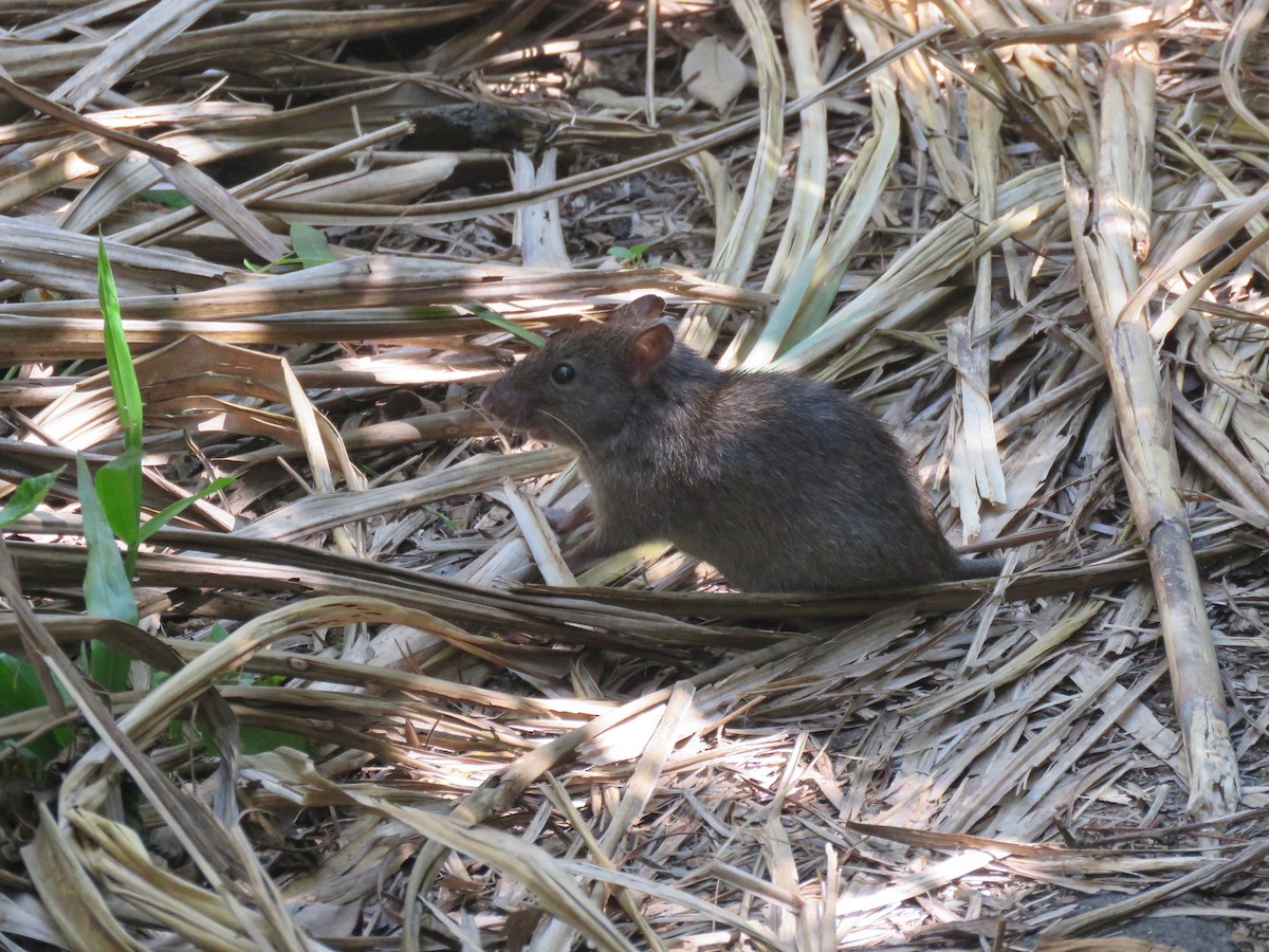 Old World Rats - ML648160818