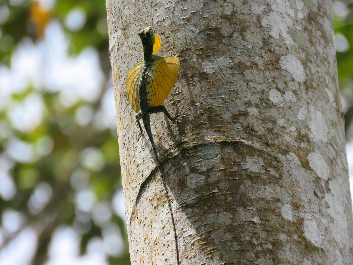 Sulawesi Lined Gliding Lizard - ML648160833