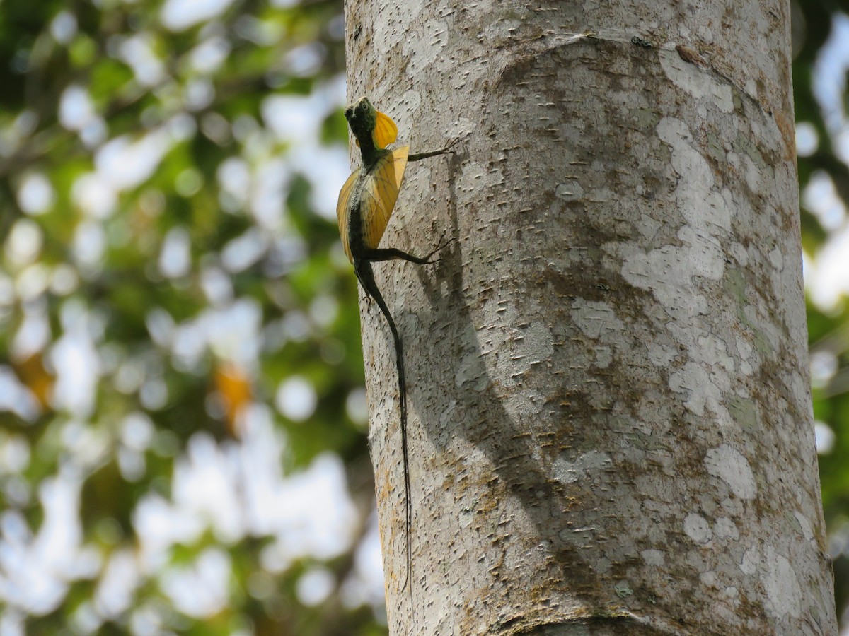 Sulawesi Lined Gliding Lizard - ML648160836
