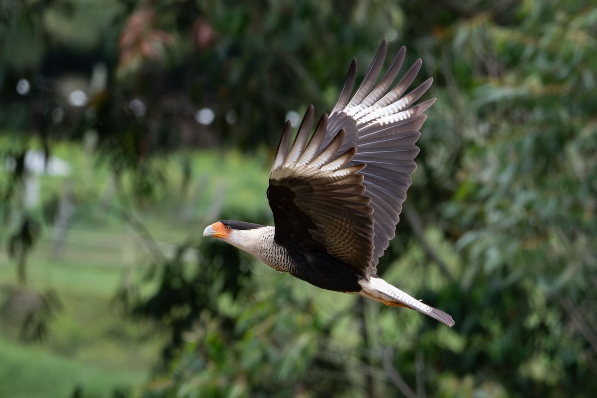 karančo jižní (ssp. cheriway) - ML648161155