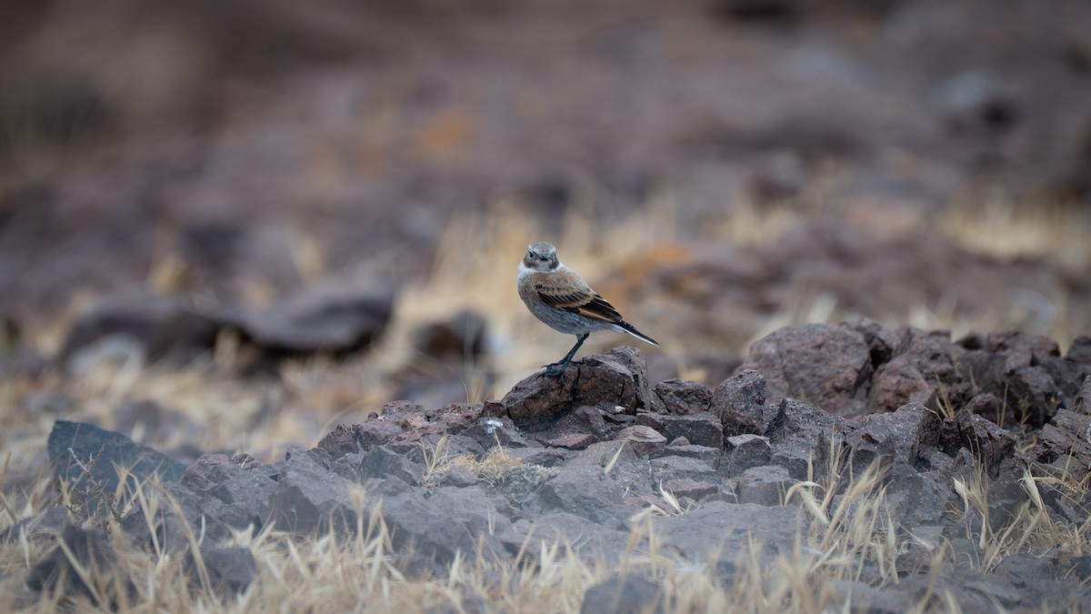 ハイズキンヤマシトド - ML648161403