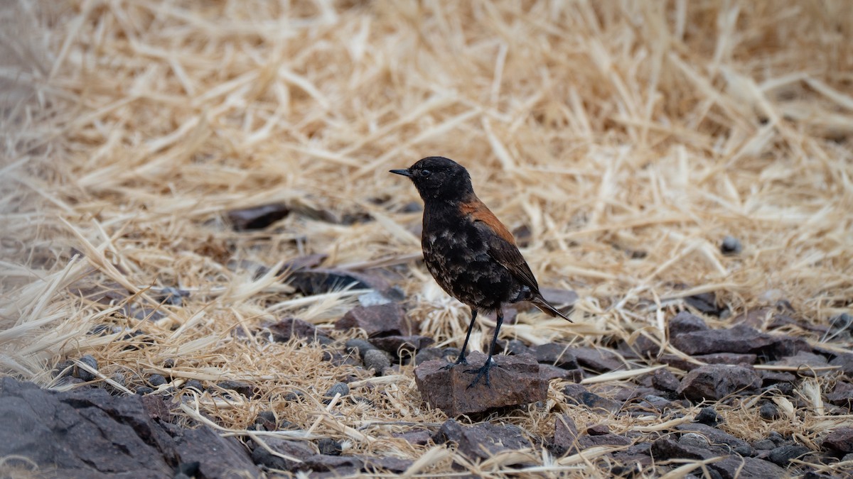 セアカタイランチョウ - ML648161713