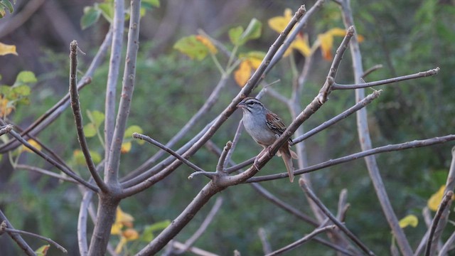 Чінголо рудохвостий - ML648161858