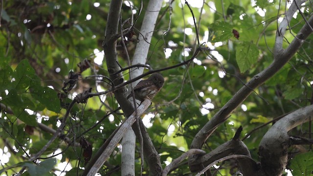 Colima Pygmy-Owl - ML648162247
