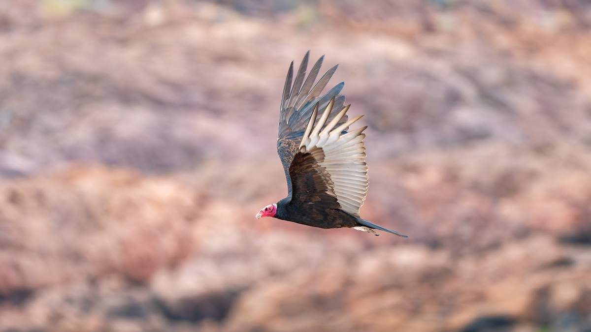 ヒメコンドル（jota） - ML648162848