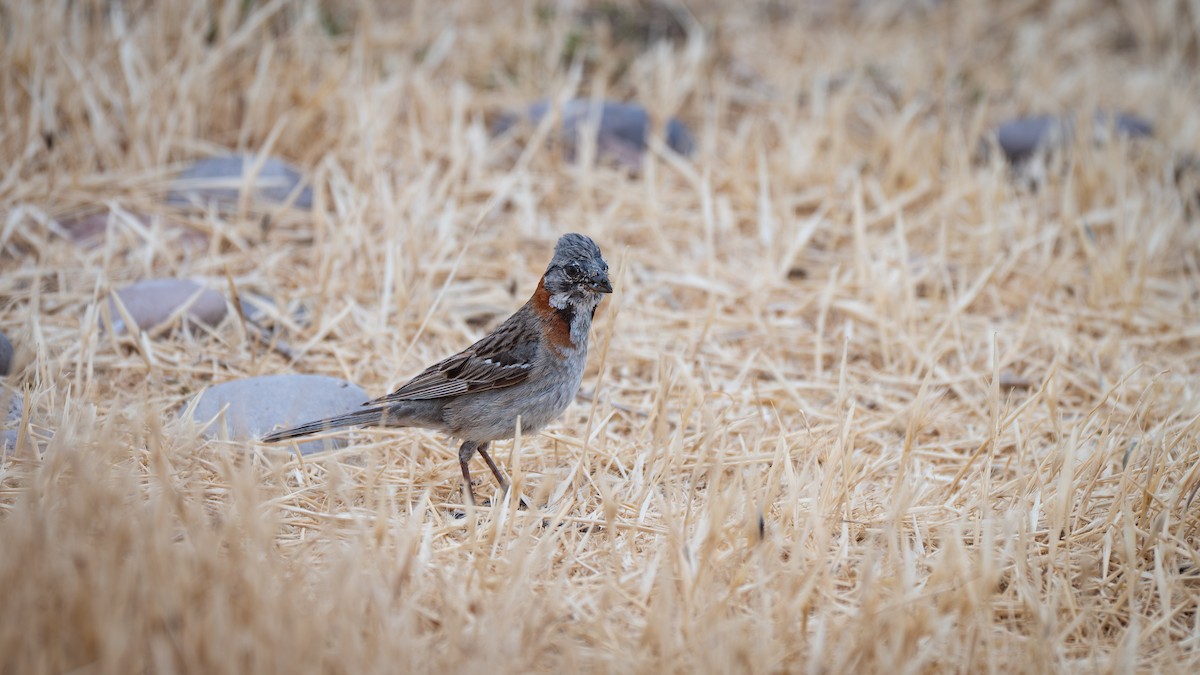 アカエリシトド - ML648164272