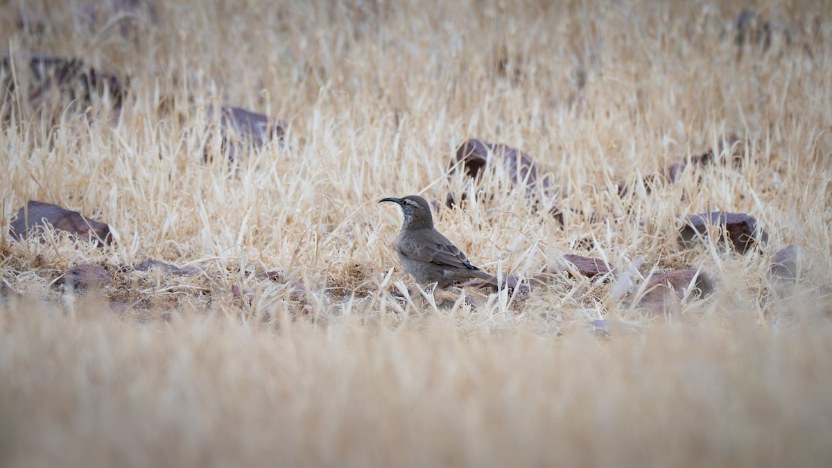 ウロコカマハシカマドドリ - ML648164565